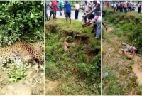 মৃত ভেবে ছবি তুলতে যেতেই ঝাঁপ দিল চিতাবাঘ!