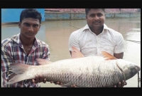 পদ্মায় ধরা পড়া এই রুই মাছটি বিক্রি হলো ৪৮০০০ টাকায়!