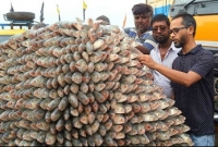 ধরা পড়ছে প্রচুর ইলিশ, বাজারে দাম একেবারেই কমে ৫০ টাকা কেজি!