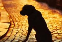 ভারতে এবার রাস্তার কুকুরকে ধ'র্ষণ