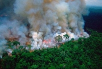  জঙ্গলকে বাঁচাতে বিমান থেকে পানি ঢালার উদ্যোগ