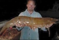 ধরা পড়েছে সাড়ে দশ কেজি ওজনের গলদা চিংড়ি!