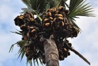 গভীর রাতে মাথায় তাল পড়ে শিক্ষকের মৃ'ত্যু