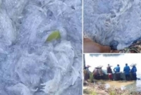 সিলেটে জেলেদের জালে উঠছে ঝাঁকে ঝাঁকে 'দই মাছ'!