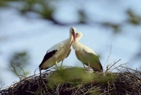 টানা ১৬ বছর ধরে প্রতিবছর সঙ্গিনীকে দেখতে ৮ হাজার মাইল পাড়ি! টানা ১৬ বছর ধরে প্রতিবছর সঙ্গিনীকে দেখতে ৮ হাজার মাইল পাড়ি!