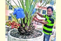 বাড়ির ছাদে লাগানো গাছে থোকায় থোকায় ঝুলছে সৌদির খেজুর!