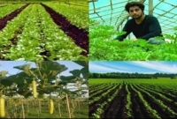 ইঞ্জিনিয়ারিং চাকরি ছেড়ে কৃষি কাজ, আয় দিনে ৪০ হাজার টাকা! 