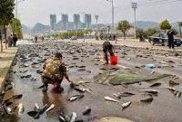 বৃষ্টিতে আকাশ থেকে মাছ, মাংস, স্কুইড, ব্যাঙ, মাকড়সা পতিত হয়েছে!