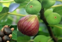 খুলনার মাটিতে বেড়ে উঠছে পবিত্র কোরআনে বর্ণিত সেই তীন গাছ