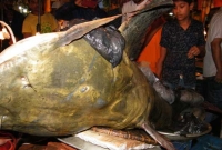 জালে ধরা পড়লো ৪ মণ ওজনের বাঘাইড় মাছ