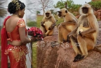 বানরের ভয়ে এই এলাকার মেয়েদের বিয়ে হচ্ছে না! বানরের ভয়ে এই এলাকার মেয়েদের বিয়ে হচ্ছে না!