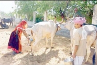 ‘ভারতের সাবেক প্রধানমন্ত্রী দেশাইও নিয়মিত গরুর মূত্র পান করতেন’