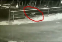 প্রায় ৬ কিমি যাওয়ার পর বাবা-মার হুঁশ হলো গাড়ি থেকে গড়িয়ে রাস্তায় পড়ে গেছে বাচ্চা!