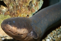 মিলল এমন এক মাছের সন্ধান যা তৈরি করতে পারে ৮৬০ ভোল্ট কারেন্ট, একটা ছোবলেই মৃ'ত্যু নিশ্চিত! মিলল এমন এক মাছের সন্ধান যা তৈরি করতে পারে ৮৬০ ভোল্ট কারেন্ট, একটা ছোবলেই মৃ'ত্যু নিশ্চিত!