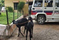 গাছের চারা খাওয়ার অভিযোগে দুই ছাগলকে গ্রেফতার করলো পুলিশ!