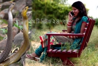 ফোনে কথা বলতে বলতে সঙ্গমরত দুই বিষধর সাপের উপর বসে পড়লেন গৃহবধূ! অতঃপর..