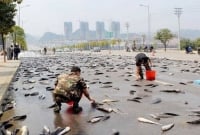 গুজব নয়, সত্যিই আকাশ থেকে যেখানকার রাস্তা-ঘাট, বাড়ির সামনে, ছাদে পড়ে থাকে লাখ লাখ মাছ!