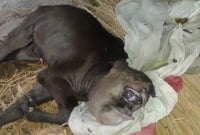 খবর এলাকায় ছড়িয়ে পড়লে বাছুরটি দেখতে উৎসুক জনতার ভীড়