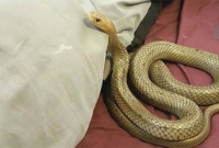 কুষ্টিয়ার কুমারখালীতে একই ঘরে সাপের কামড়ে স্বামী-স্ত্রী ও সন্তানের মৃত্যু