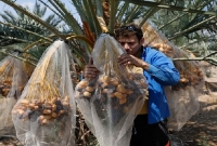 তোমরা আমাদের দমাতে পারবে না: নেতানিয়াহুকে ফিলিস্তিনি চাষিরা