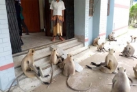 যশোরে বাচ্চাকে মারধর করায় দলবল নিয়ে হনুমানদের থানা ঘেরাও