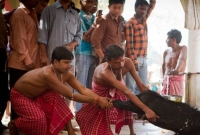 ধর্মের নামে মন্দিরে পশুবলির উপর সম্পূর্ণ নিষেধাজ্ঞা জারি করল ত্রিপুরা হাই কোর্ট 