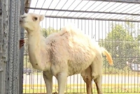 যৌ'নাঙ্গে কামড় মহিলার, অ্যান্টিবায়োটিকে সুস্থ হল উট!