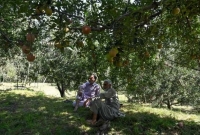 অবরুদ্ধ কাশ্মীর, গাছেই আপেল পচাচ্ছেন চাষিরা