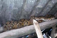 নওগাঁয় লাকড়ি ভেবে ভয়ংকর সাপের লেজে হাত, এক ছোবলেই প্রাণ গেল গৃহবধূর