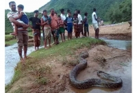 নেত্রকোণায় ছোট হরিণ খেতে গিয়ে অজগরের মৃত্যু!