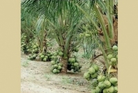 নতুন উদ্ভাবিত খাটো জাতের 'ম্যাজিক নারিকেল' দুই থেকে আড়াই বছরের মধ্যেই তিনগুণ বেশি ফল 