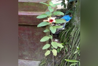 দুর্গাপূজার মহাপঞ্চমীতে অলৌকিক ঘটনা, কালিহাতীতে তুলসী গাছে জবা ফুল!