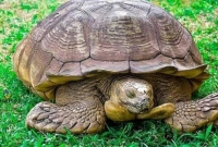 ৩৪৪ বছর বয়সে মা'রা গেল বিশ্বের সবচেয়ে বয়স্ক কচ্ছপ! ৩৪৪ বছর বয়সে মা'রা গেল বিশ্বের সবচেয়ে বয়স্ক কচ্ছপ!