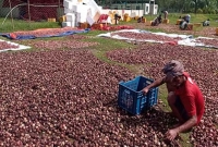 মিয়ানমার থেকে আসা পেঁয়াজ টেকনাফে পড়ে পচছে  মিয়ানমার থেকে আসা পেঁয়াজ টেকনাফে পড়ে পচছে