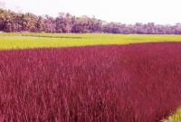 চাঁদপুরে বেগুনী রঙের ধানের আবাদ সবার নজর কেড়েছে!