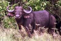 সিলেটে ঢুঁকে পড়েছে ভারতীয় মহিষ, তাণ্ড'বে চেয়ারম্যানসহ আহ'ত ১৫