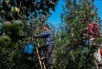 কাশ্মীরে ভয়ে পালাচ্ছেন আপেল ব্যবসায়ীরা