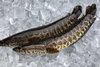 ভ'য়ংকর মাছটি দেখলেই হ'ত্যার নির্দেশ