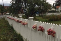 নরওয়ের বাগান মালিকরা ফল নষ্ট না করে ক্ষুধার্তদের জন্য এভাবে ঝুলিয়ে রাখে!