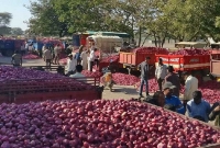 ভারতে পিঁয়াজের বাজারে ধস নেমেছে!