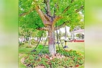 কোনও অপরাধ না করেও ১২১ বছর ধরে পাকিস্তানে বন্দী রয়েছে এই বটগাছ!