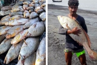 কপাল খুললো দরিদ্র জেলের, ৮১টি পোয়া মাছ বিক্রি হলো ৪০ লাখ টাকায়! কপাল খুললো দরিদ্র জেলের, ৮১টি পোয়া মাছ বিক্রি হলো ৪০ লাখ টাকায়!