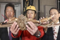 এক কাঁকড়ার দাম ৩৯ লাখ টাকা!