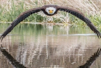 নিখুঁত ফটোগ্রাফি যেটাকে বলা হয়, এ ছবিটা ঠিক তাই