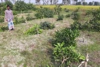 ১০ হাজার আমগাছ কেটে ফেলল দুর্বৃত্তদল!