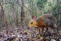 ৩০ বছর পর দেখা দিলো ‘ইঁদুর-হরিণ’!