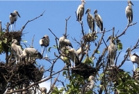 সেই আমবাগানে বাসা বাঁধা পাখির বাসার ভাড়া ৩ লাখ ১৩ হাজার টাকা দেবে সরকার