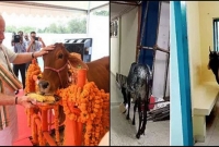 ভারতের প্রতিটি শহরে হবে গরুর হোস্টেল!