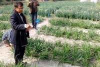 পেঁয়াজের বিকল্প ‘আবিষ্কার’ করলেন বাংলাদেশি বিজ্ঞানী!