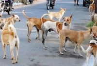 ভারতের হাসপাতালে চিকিৎসাধীন অবস্থায় মা'রা যাওয়া ম'রদে'হ খুবলে খাচ্ছে কুকুর!